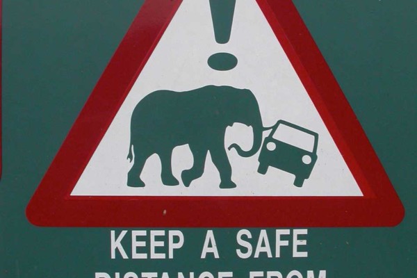 Keep a safe distance from elephants